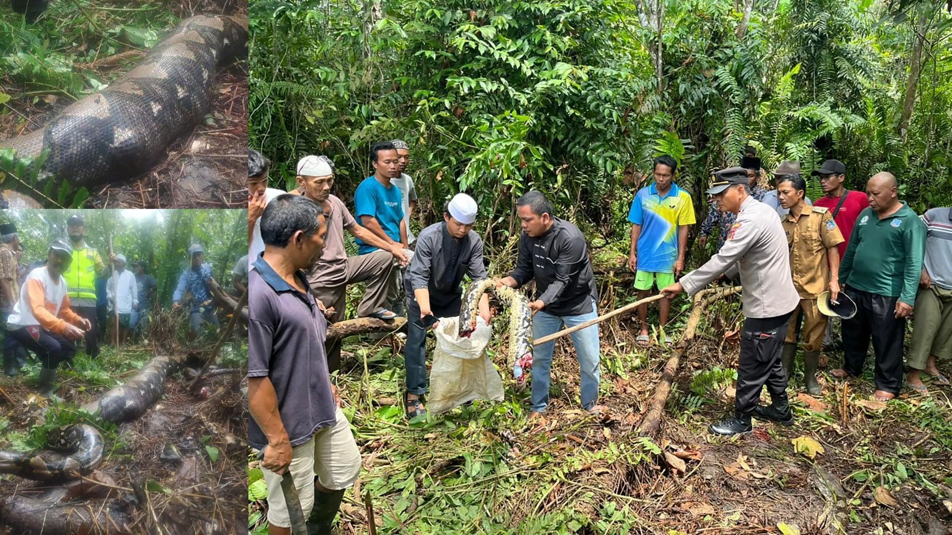 54-year-old woman found dead inside 22-foot-long snake (image via Jambi Tribune)