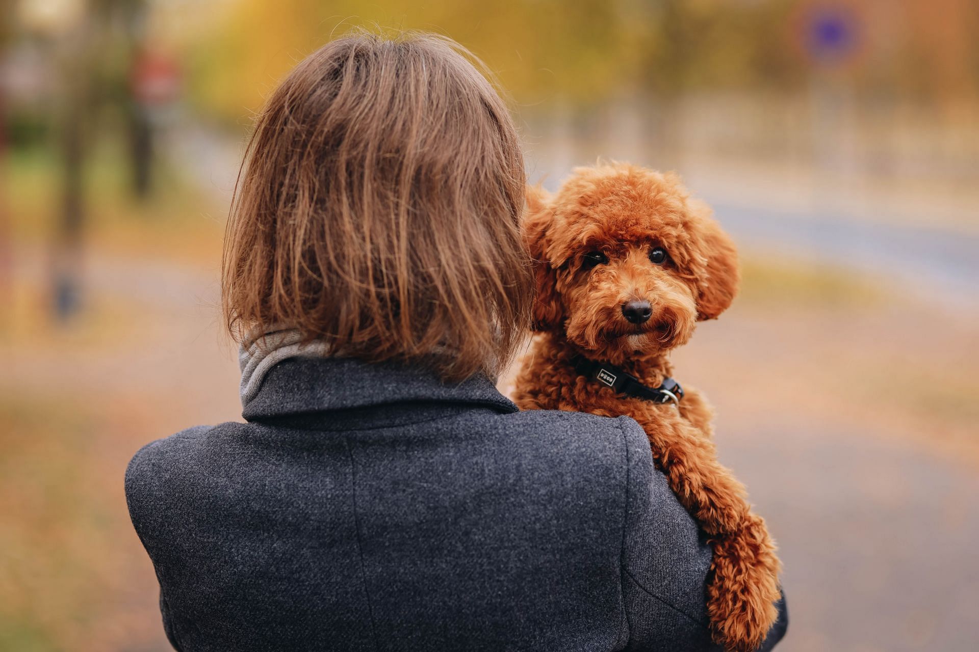 Pet therapy is slowly gaining popularity. (Image via Pexels/ Valeria Boltneva)