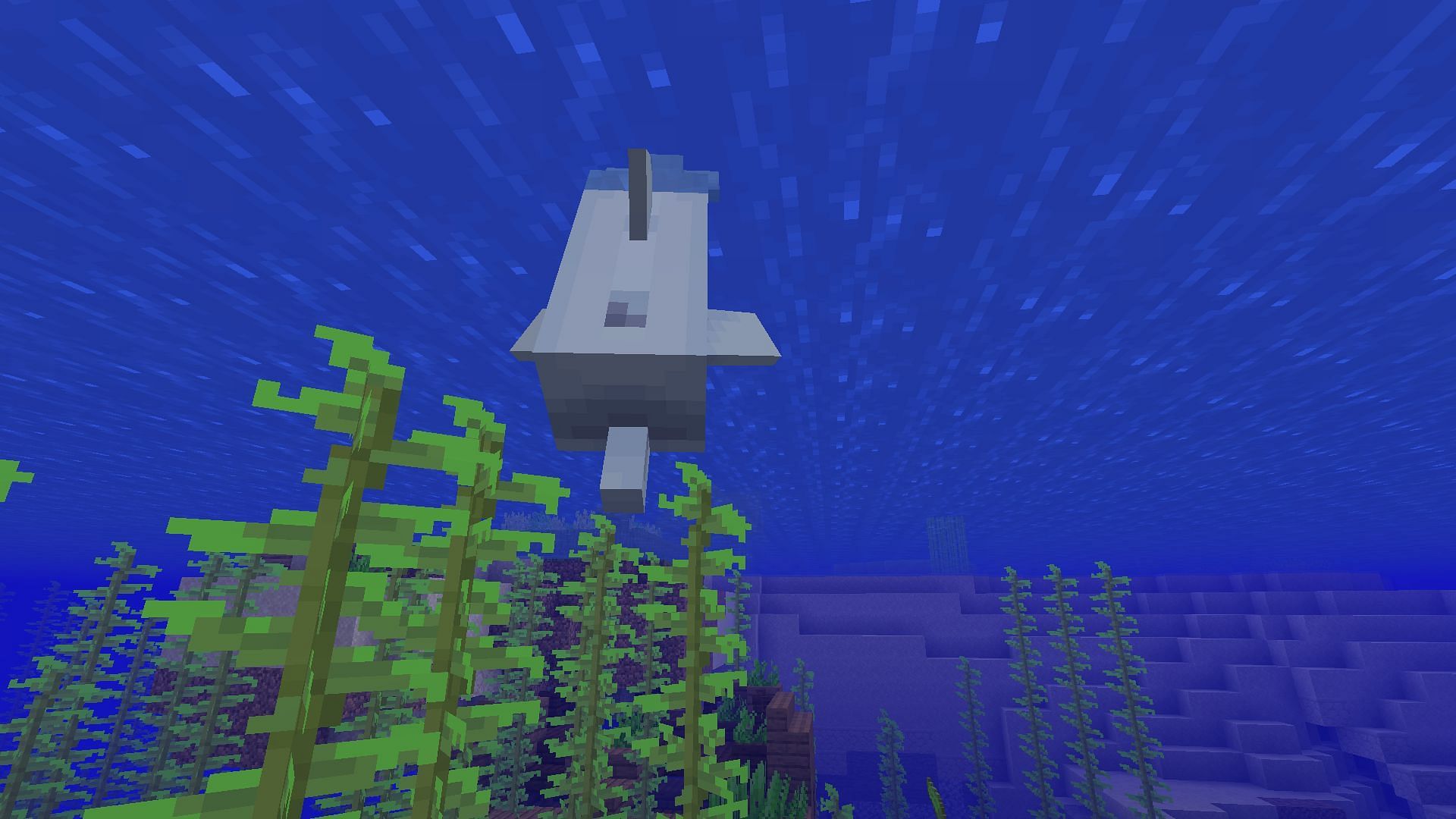 Dolphins are some of the cutest mobs in Minecraft (Image via Mojang)