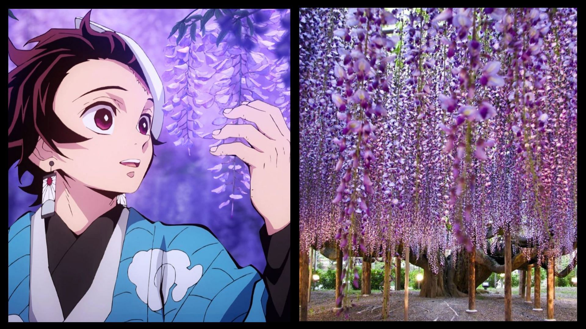 Wisteria Flowers Im Anime Und Im Wirklichen Leben (Bild Via Sportskeeda)