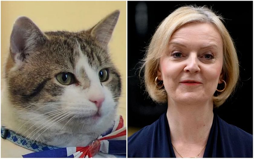 The Only One We Need In Downing St Hilarious Larry The Cat Memes