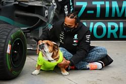"The real star of the paddock"- Fans wish Lewis Hamilton's pet Roscoe 'happy birthday' as he turns 10