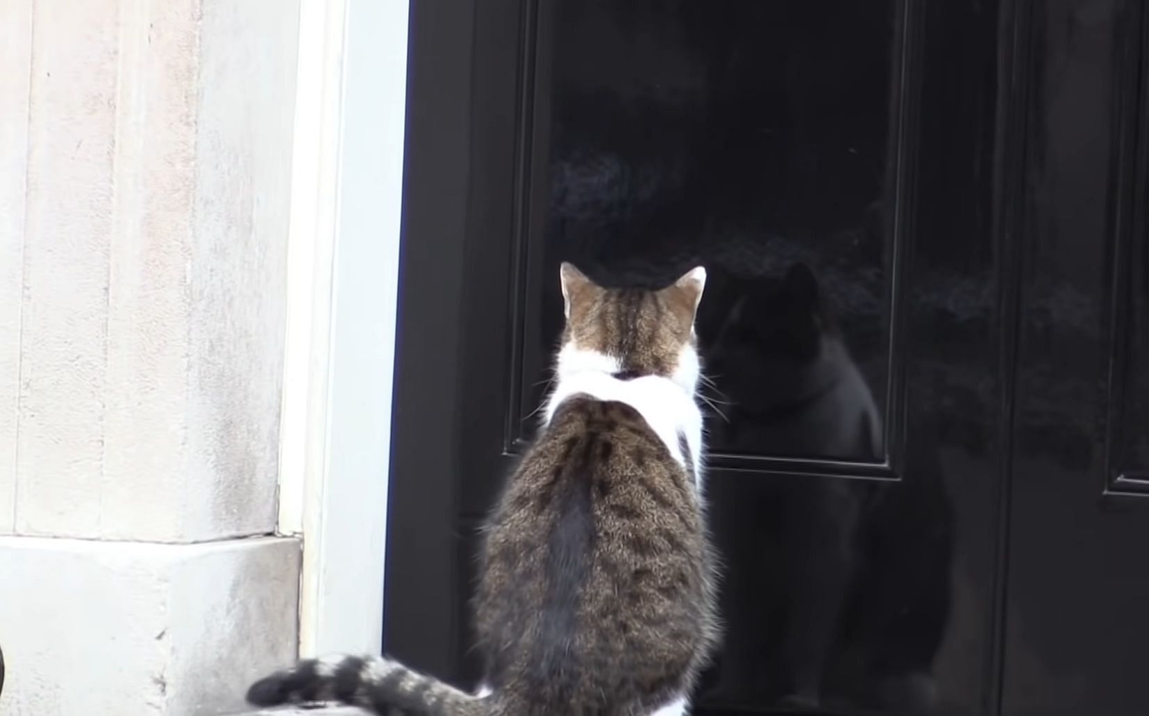 Larry the Cat has been Chief Mouser to the Cabinet Office at 10 Downing Street since February 2011 (Image via The Sun)