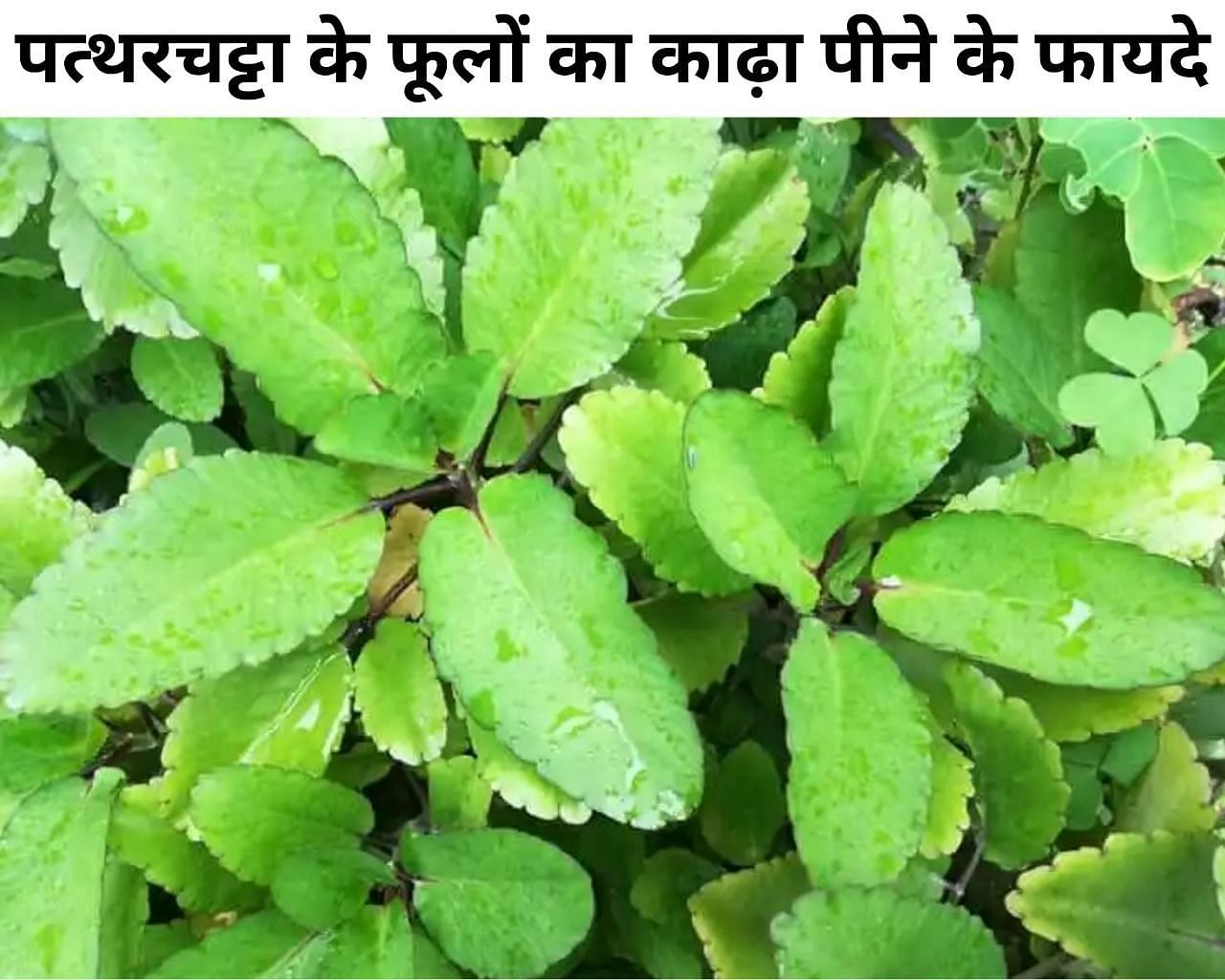 पत्थरचट्टा के फूलों का काढ़ा पीने के फायदे (फोटो - sportskeeda hindi)