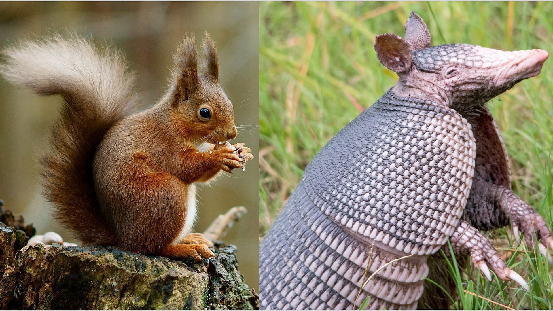 Red squirrels and nine banded armadillos are known carriers of leprosy bacillus (image via Getty Images)