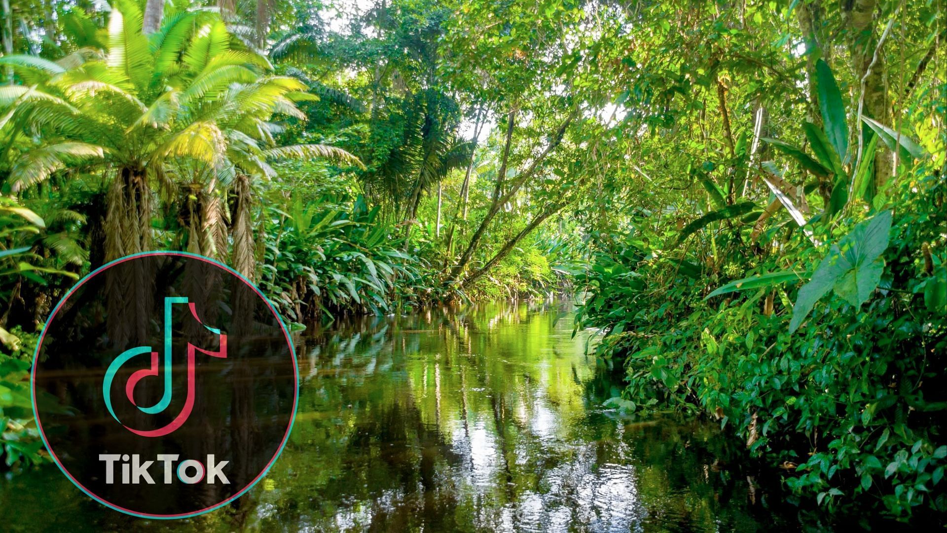 Rainforest personality test takes TikTok by a storm (image via Getty Images)