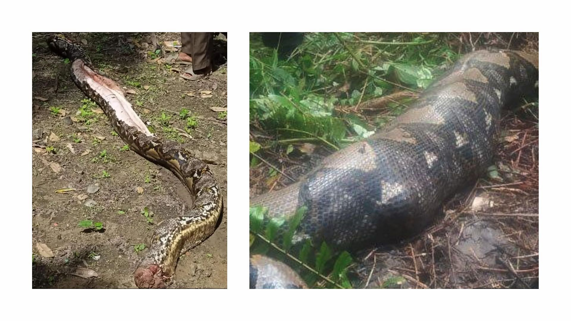 The snake was cut open and the woman was found inside (image via Jambi Tribune)