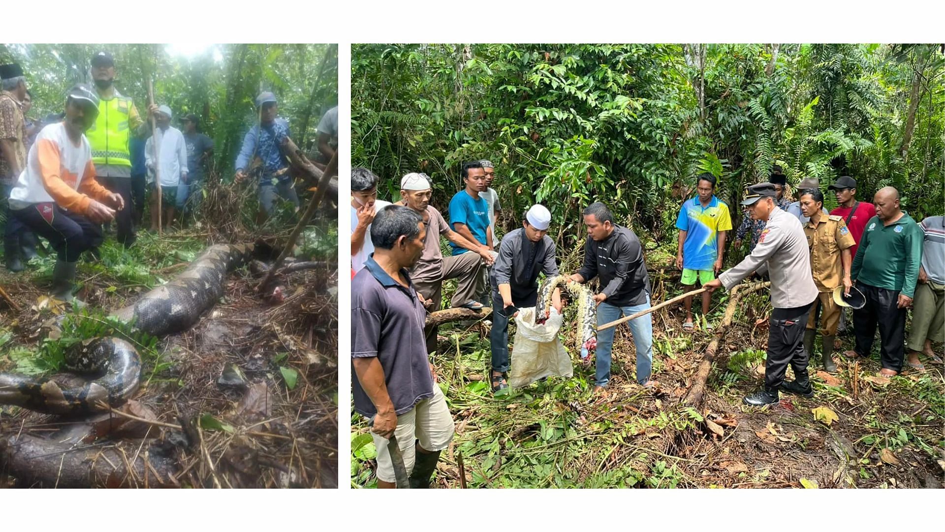 Footage of the python being cut open has flooded the internet (image via ViralPress)