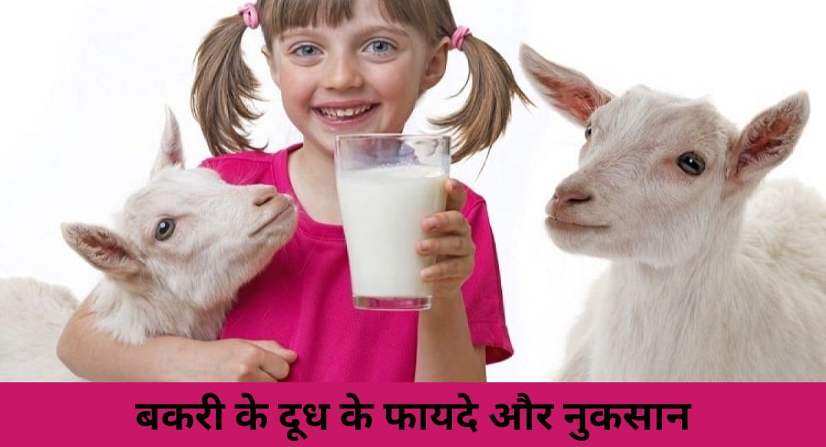 बकरी के दूध के फायदे और नुकसान 