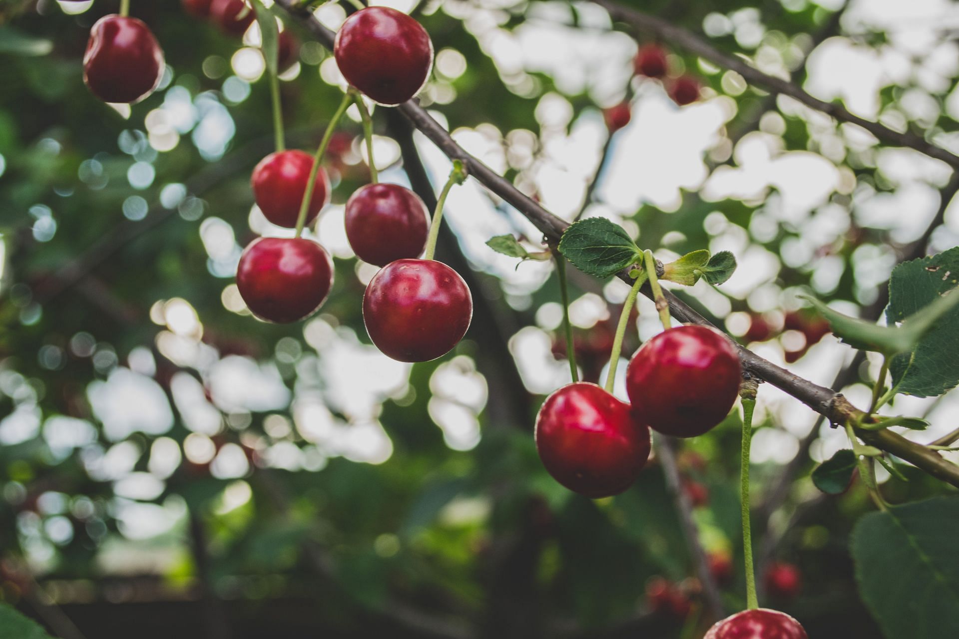 Cherries are Nutritious (Image via Unsplash/Yume Photography)