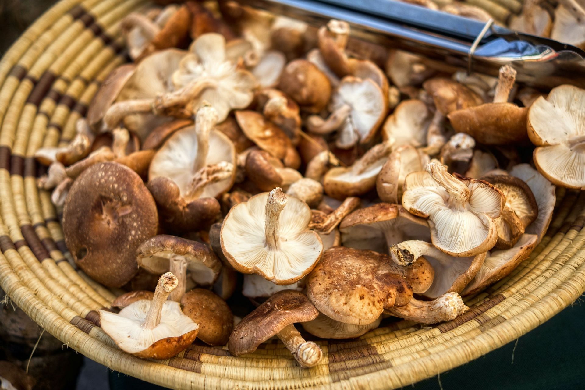 Shiitake mushrooms are rich in cobalamin (Image via Unsplash)