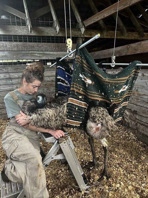 What happened to Emmanuel the Emu? Support pours in as TikTok sensation