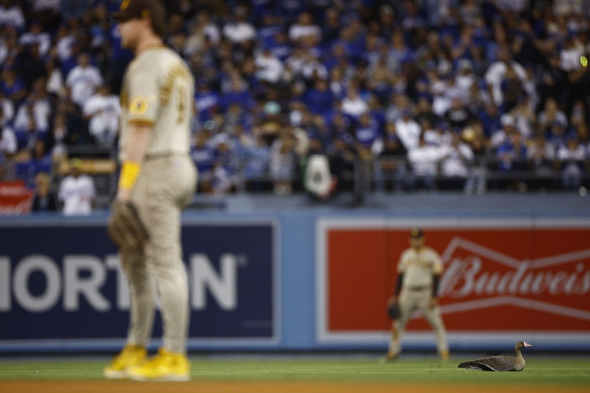 A goose sits on the field during the eighth inning of game two at Dodger Stadium