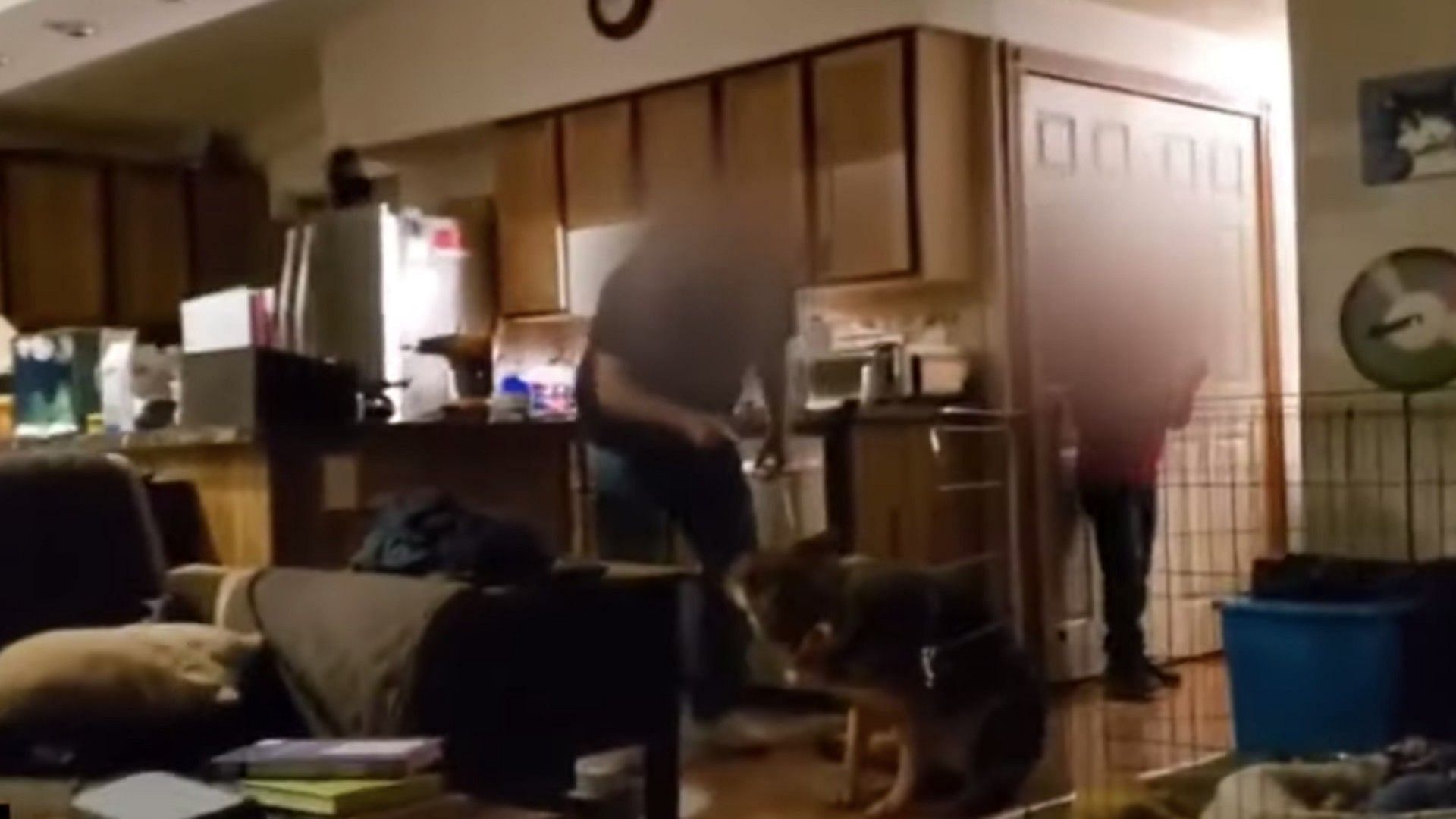 WATCH: Disturbing video shows Macomb County veterinarian attacking German  Shepherd dog