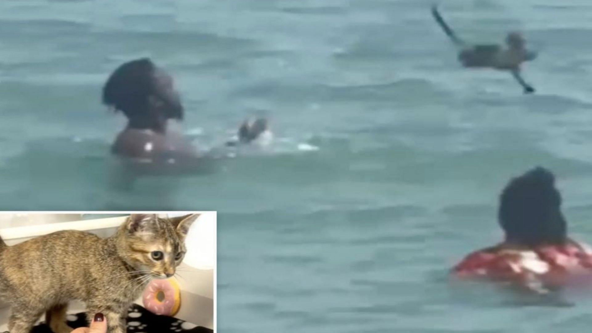 A kitten was seen being abused by a couple at Sunny Isles Beach, Florida. (image via New York Post/Twitter)