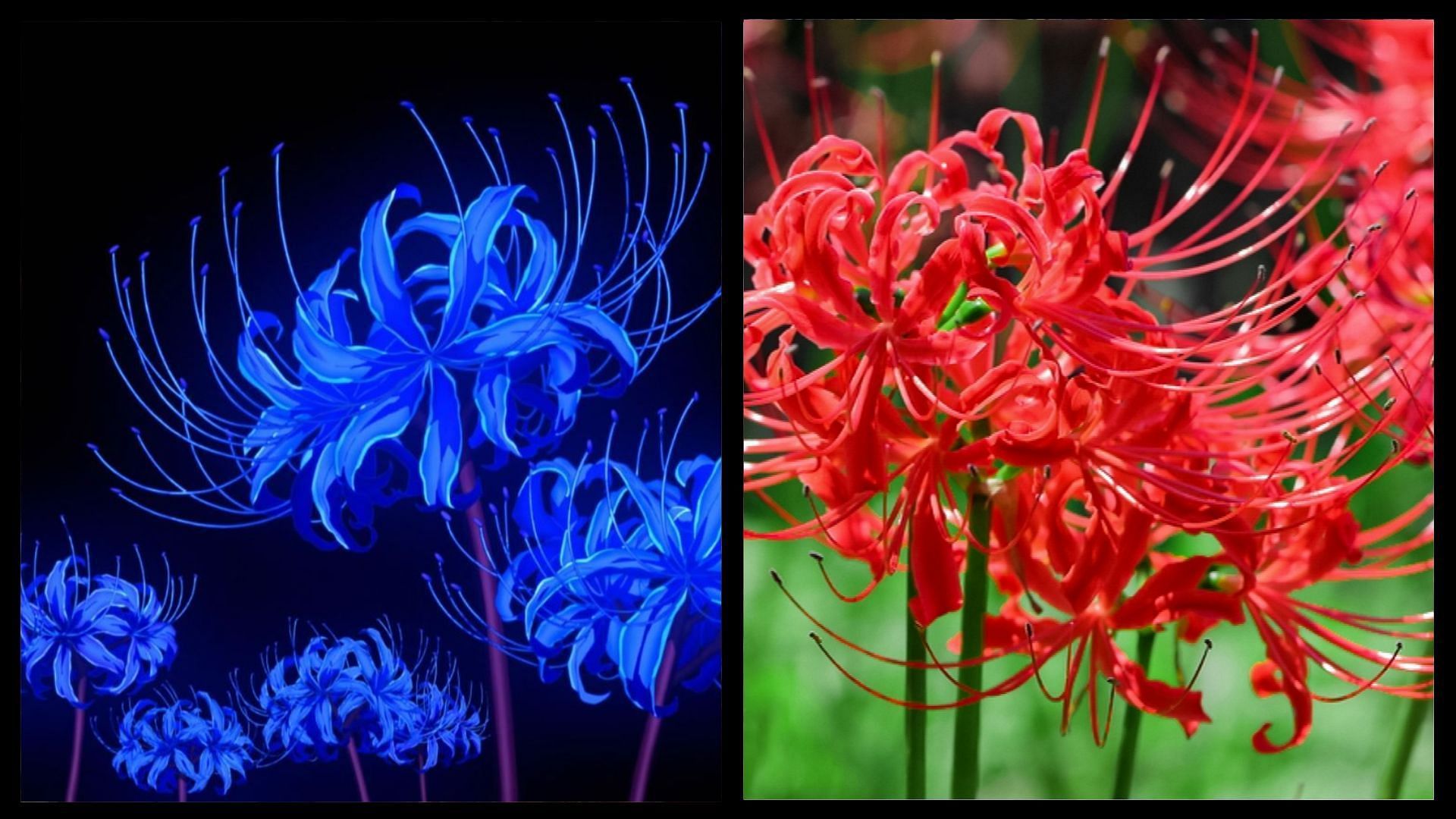 Blue Spider Lily from the anime and Spider Lily in real life (Image via Sportskeeda)
