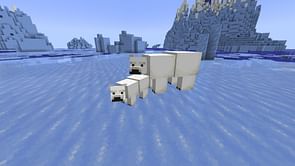 Top 5 things to know about polar bear in Minecraft