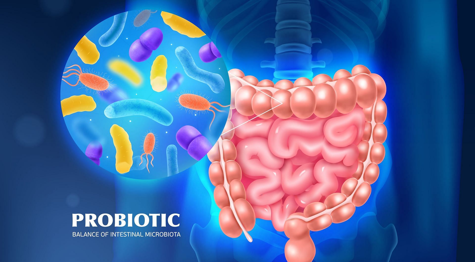 Probiotics can significantly enhance gut health. (Image via Freepik/Macrovector)