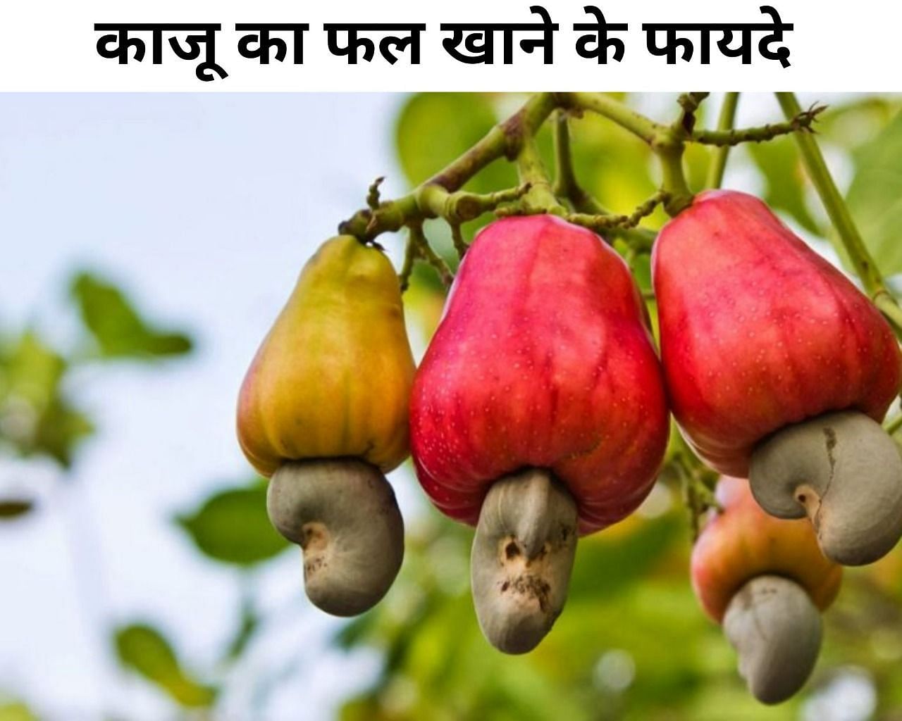 काजू का फल खाने के फायदे  (फोटो - sportskeeda hindi)
