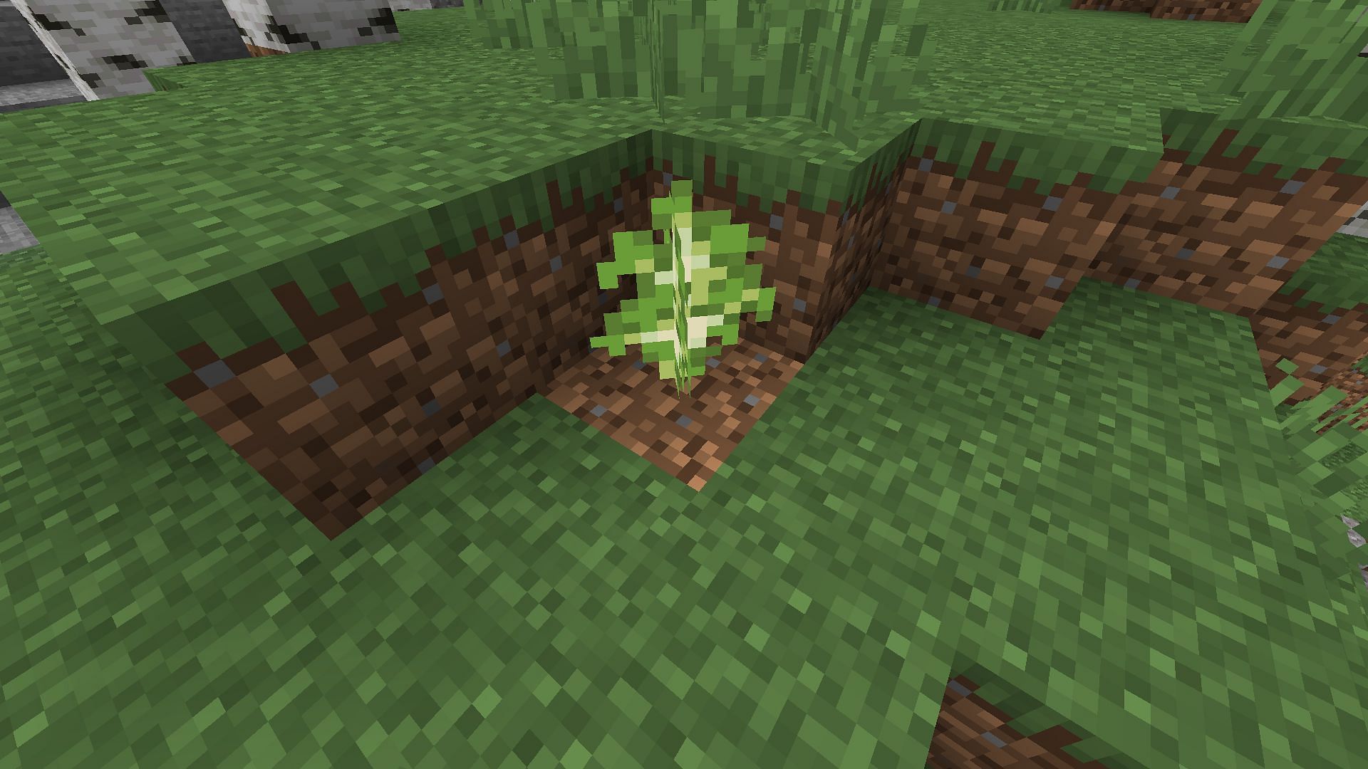 Players can also place saplings and other plants directly on dirt blocks in Minecraft (Image via Mojang)