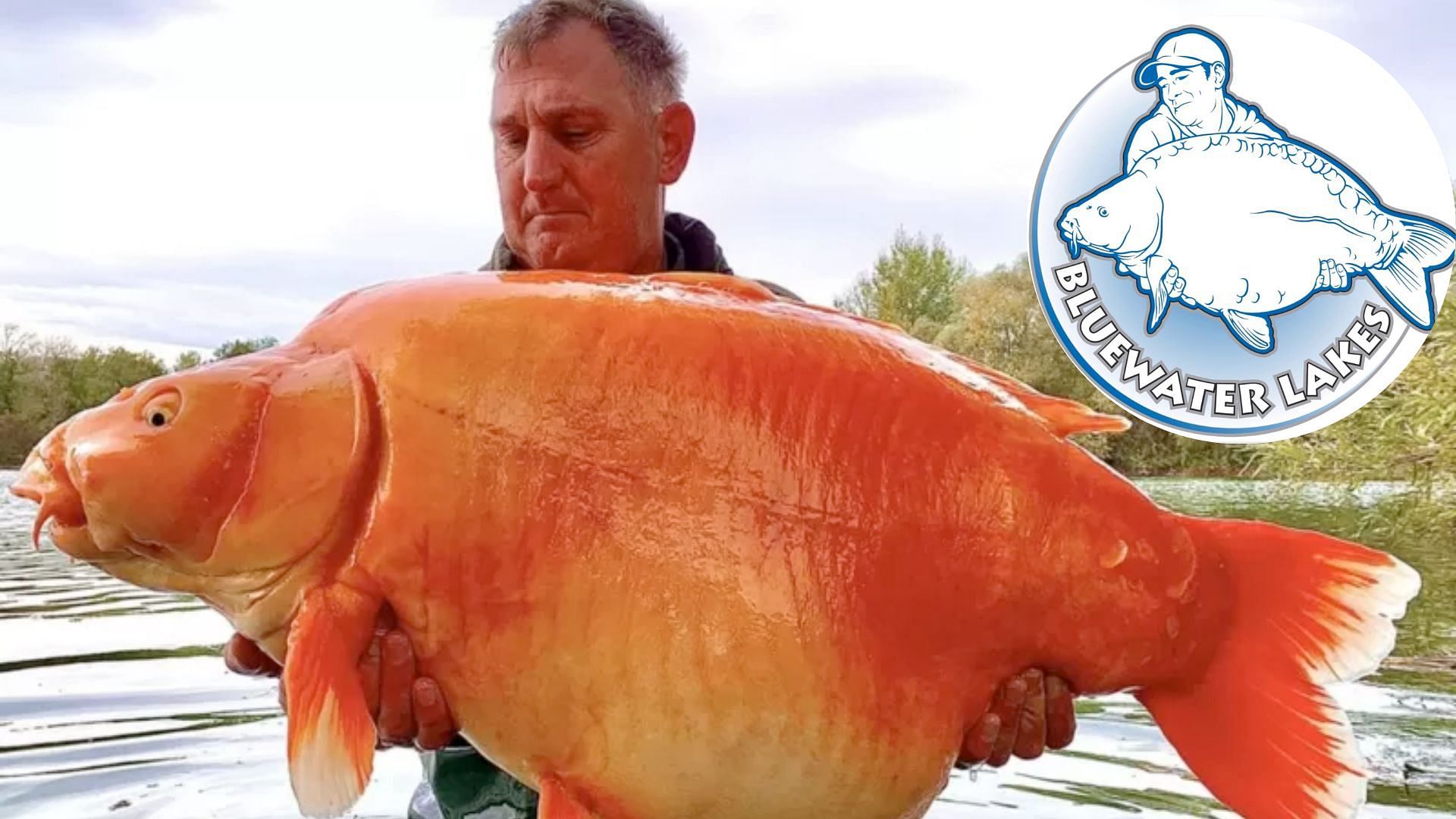The Carrot' Giant Goldfish: How Big Can Orange Carps Grow Revealed As  Angler Catches 67-Pound Aquatic Animal In France
