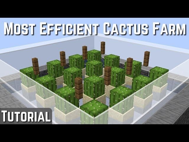 madagaskar kaktus Madagascar Palm Plant | Exotic Succulent Tree UAE