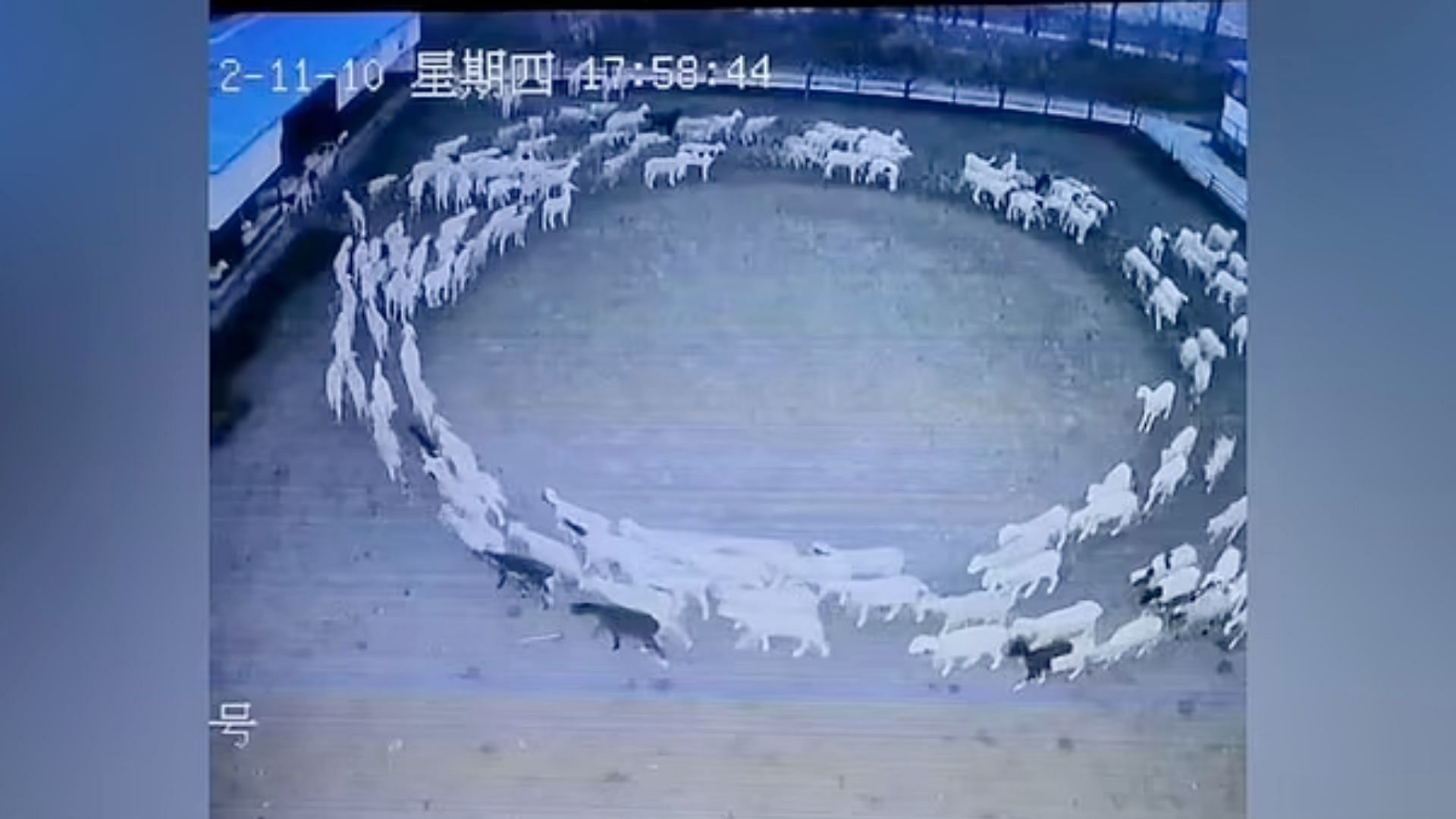 Footage of the event was taken on the farm&#039;s CCTV (image via Reddit)