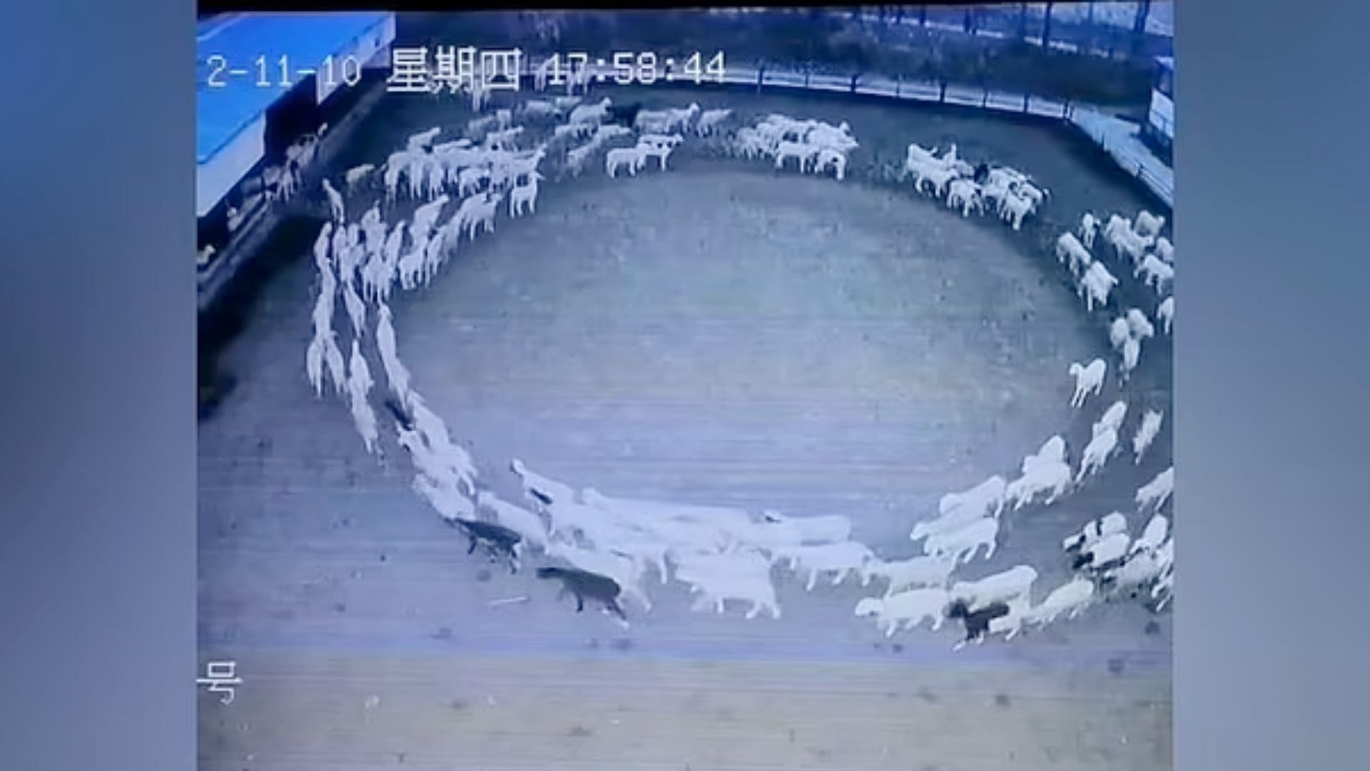 "The portal will be open soon" Sheep walking in circles meaning