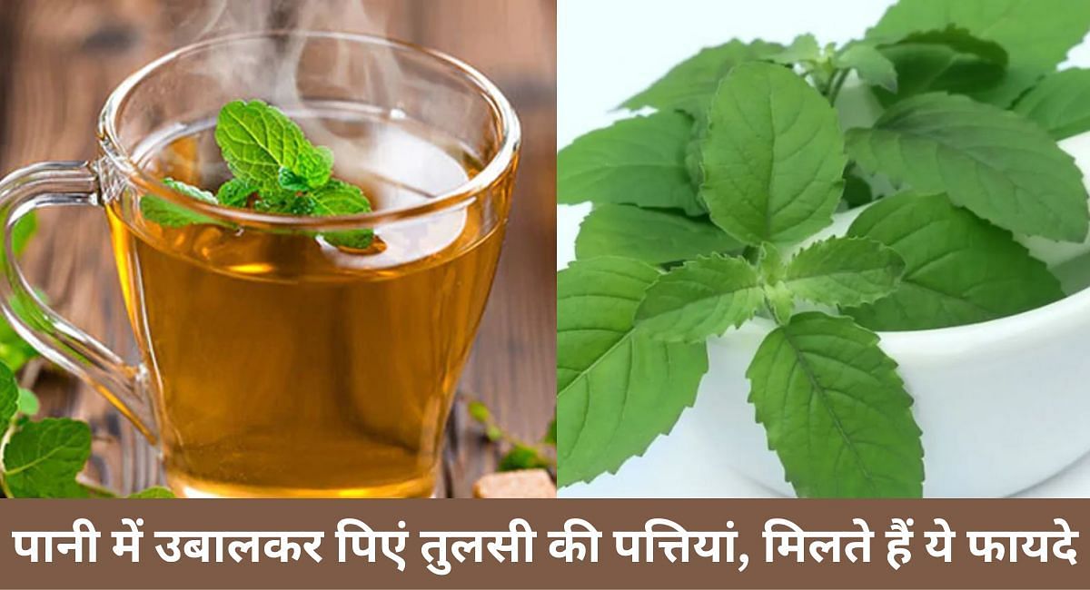 पानी में उबालकर पिएं तुलसी की पत्तियां, मिलते हैं ये फायदे(फोटो-Sportskeeda hindi)