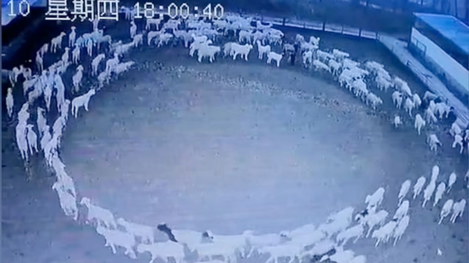 Sheep have been walking in a circle for 12 days straight (image via Reddit)