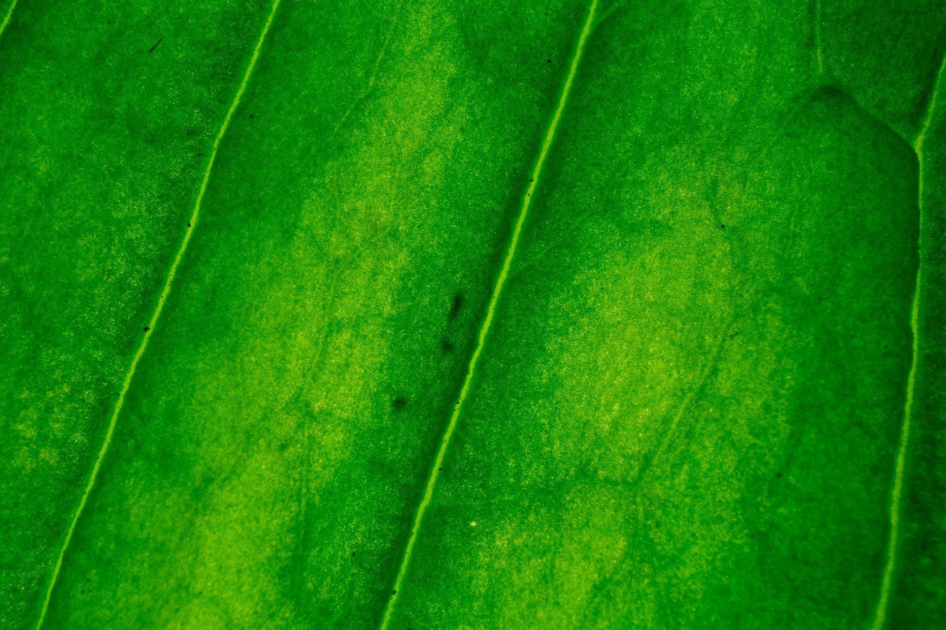Chlorophyll is the compound which helps in photosynthesis. (Image via Pexels/Kelly)