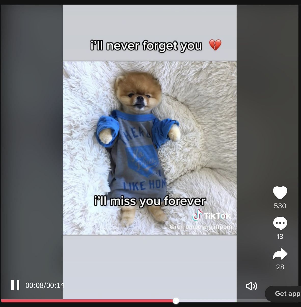 A video shared on TikTok suggests that Internet&#039;s favourite Pomeranian has passed away. (Image via TikTok)