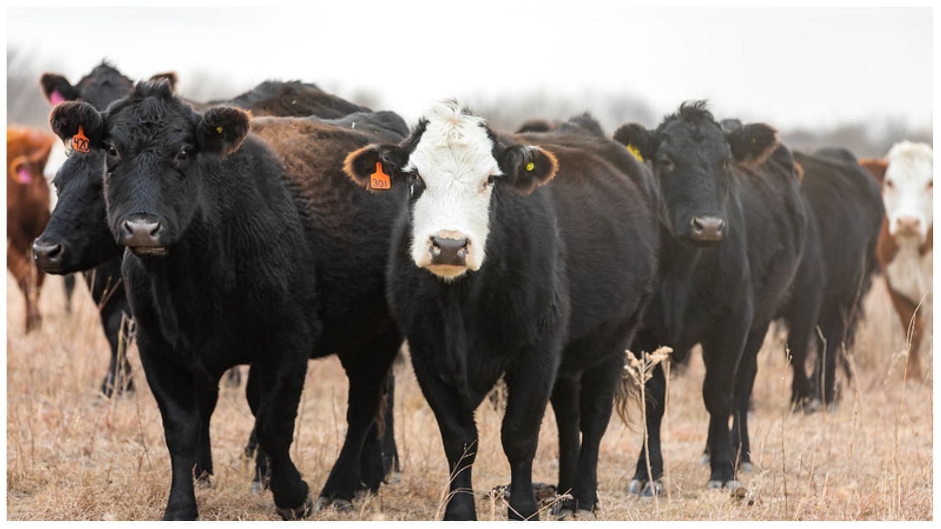 Beef suppliers are using harmful antibiotics in food sources! (Image via Beef Cattle Institute)