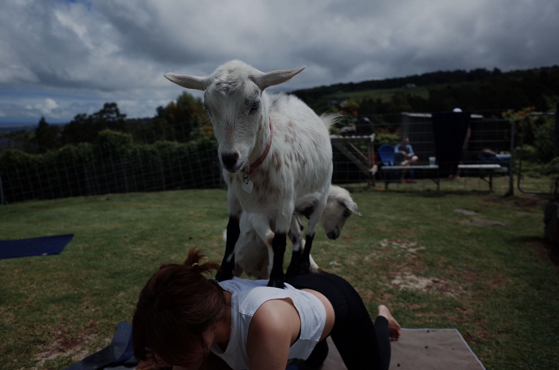 Goat yoga is exactly what it sounds like&mdash;yoga exercises done with actual goats. (Image via Unsplash/ Vivian Cai)