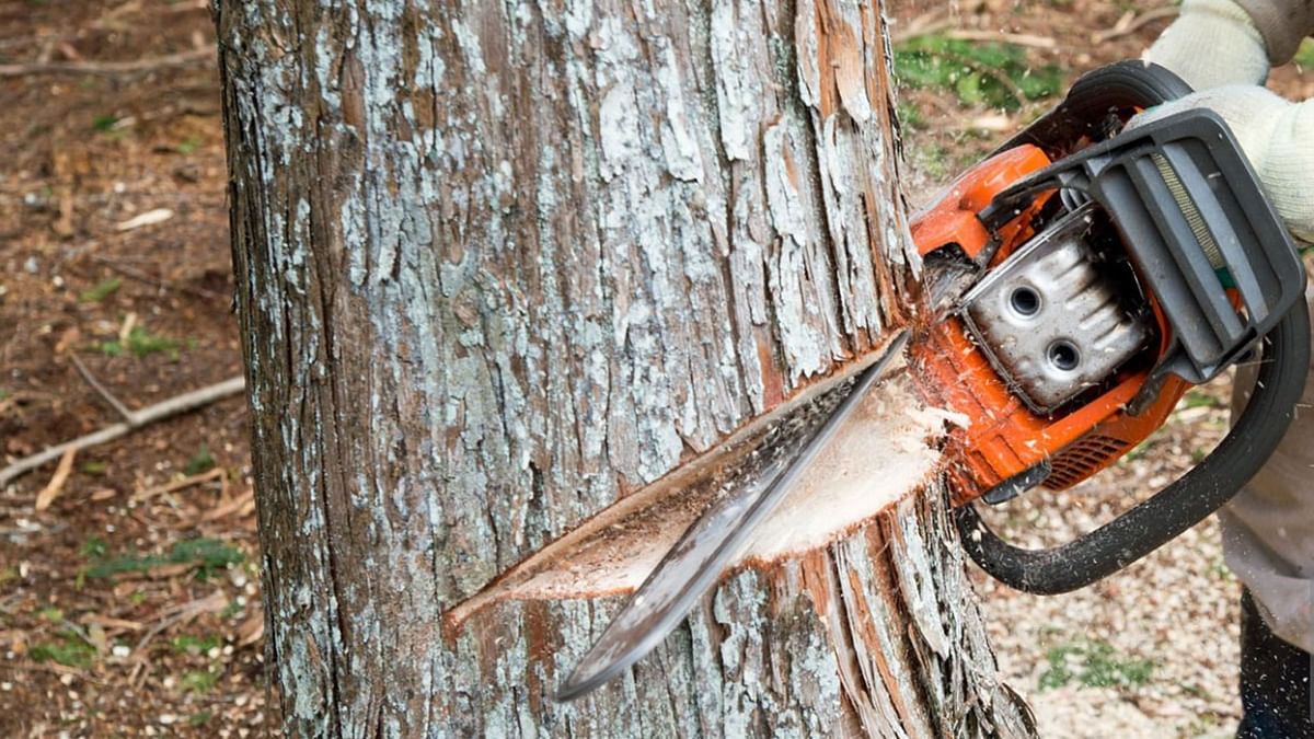What were chainsaws invented for? The question goes viral on TikTok
