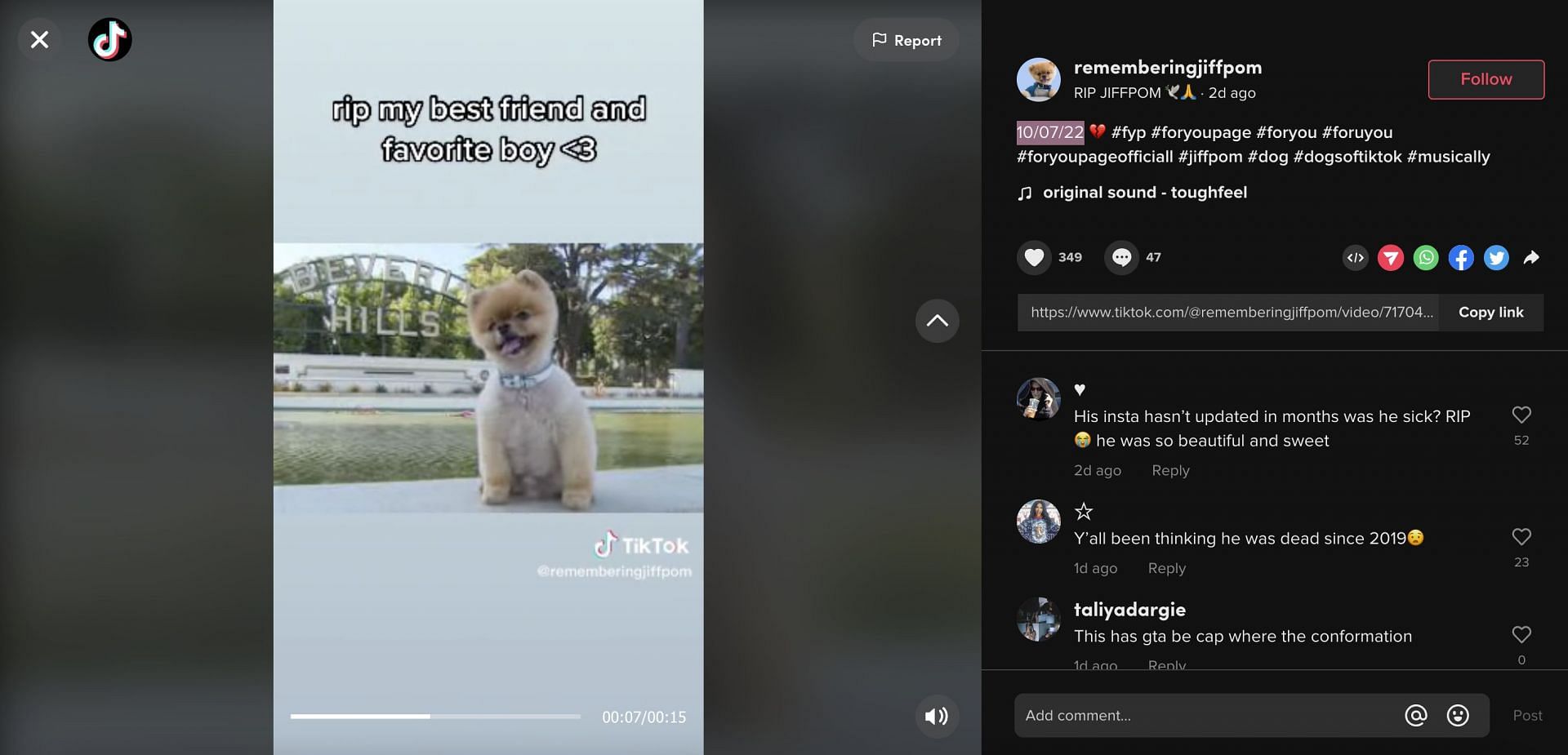 A TikTok account shared videos suggesting the Pomeranian has passed away. (Image via TikTok)