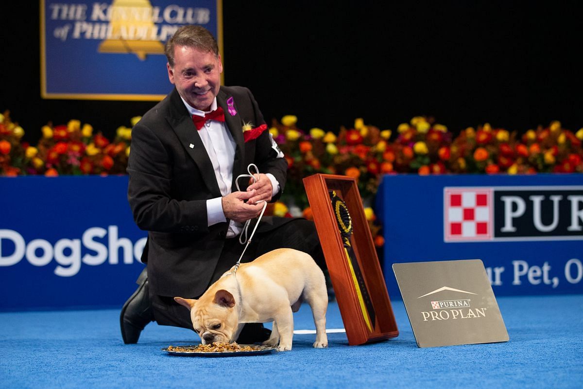 how-old-is-winston-french-bulldog-wins-national-dog-show-2022