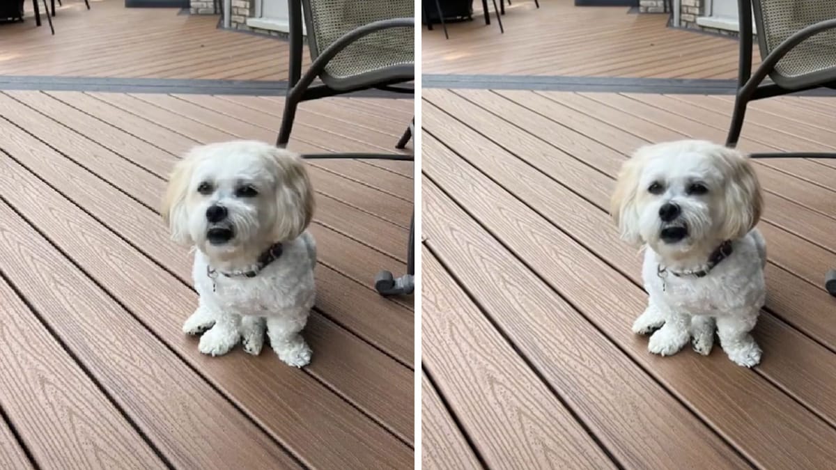 What is the 'wake me up dog' cult on TikTok? Original of viral trend