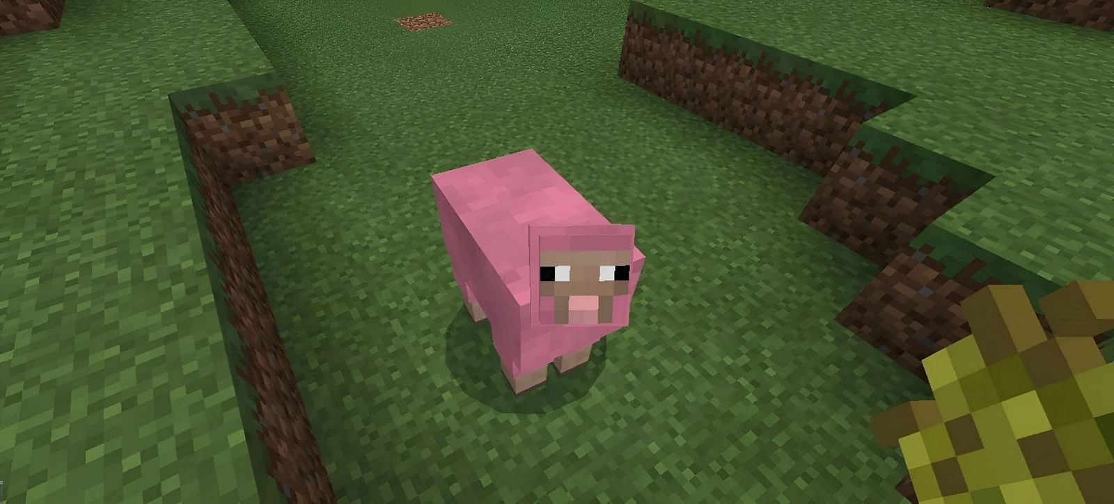 Minecraft player finds oddly shaped sheep in their new world