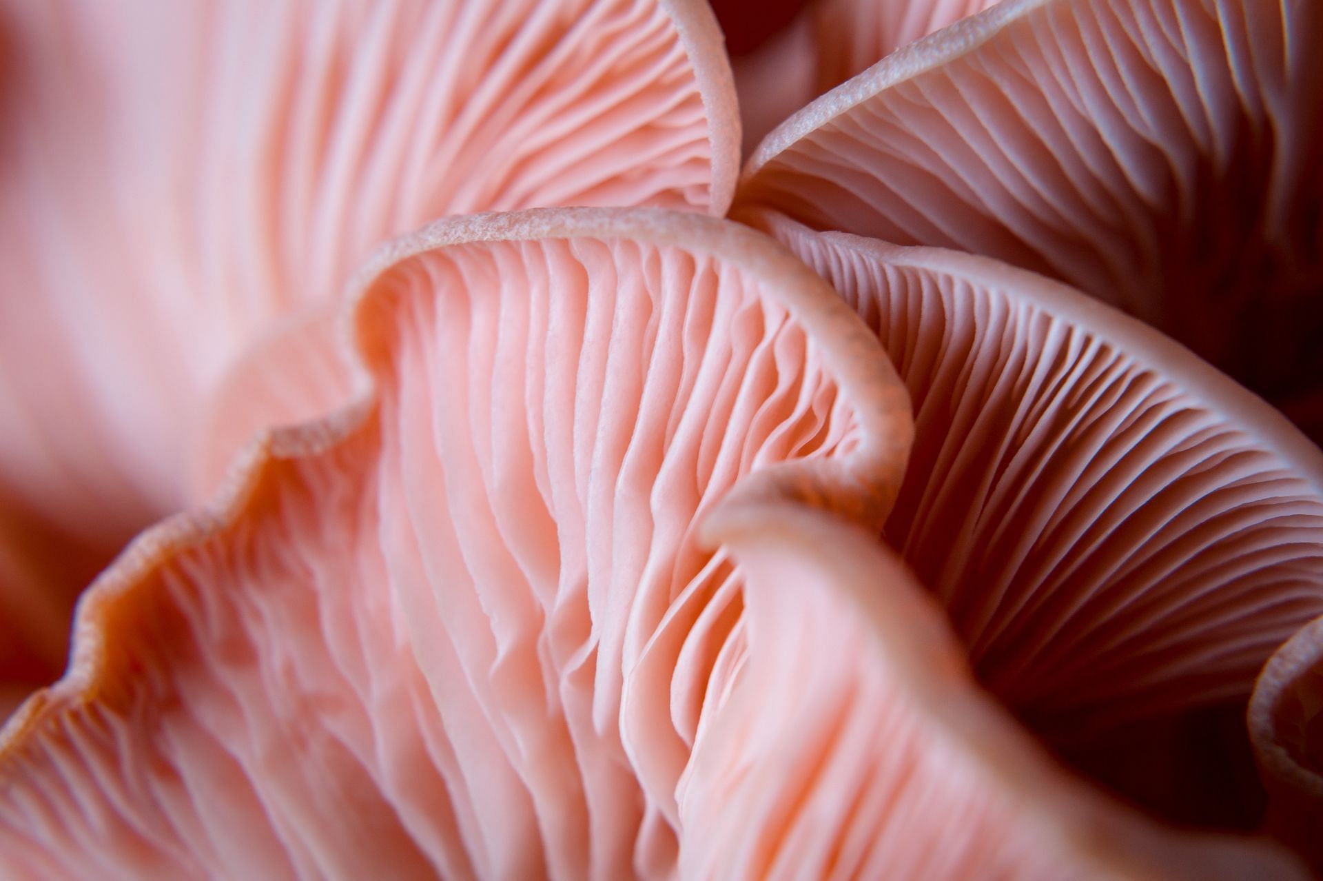 King oyster mushrooms are a great option for vegans. (Image via Unsplash / Juan Martin Lopez)