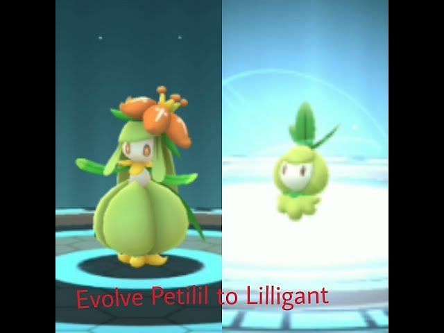 How to evolve Petilil into Lilligant in Pokemon GO? (November 2022)