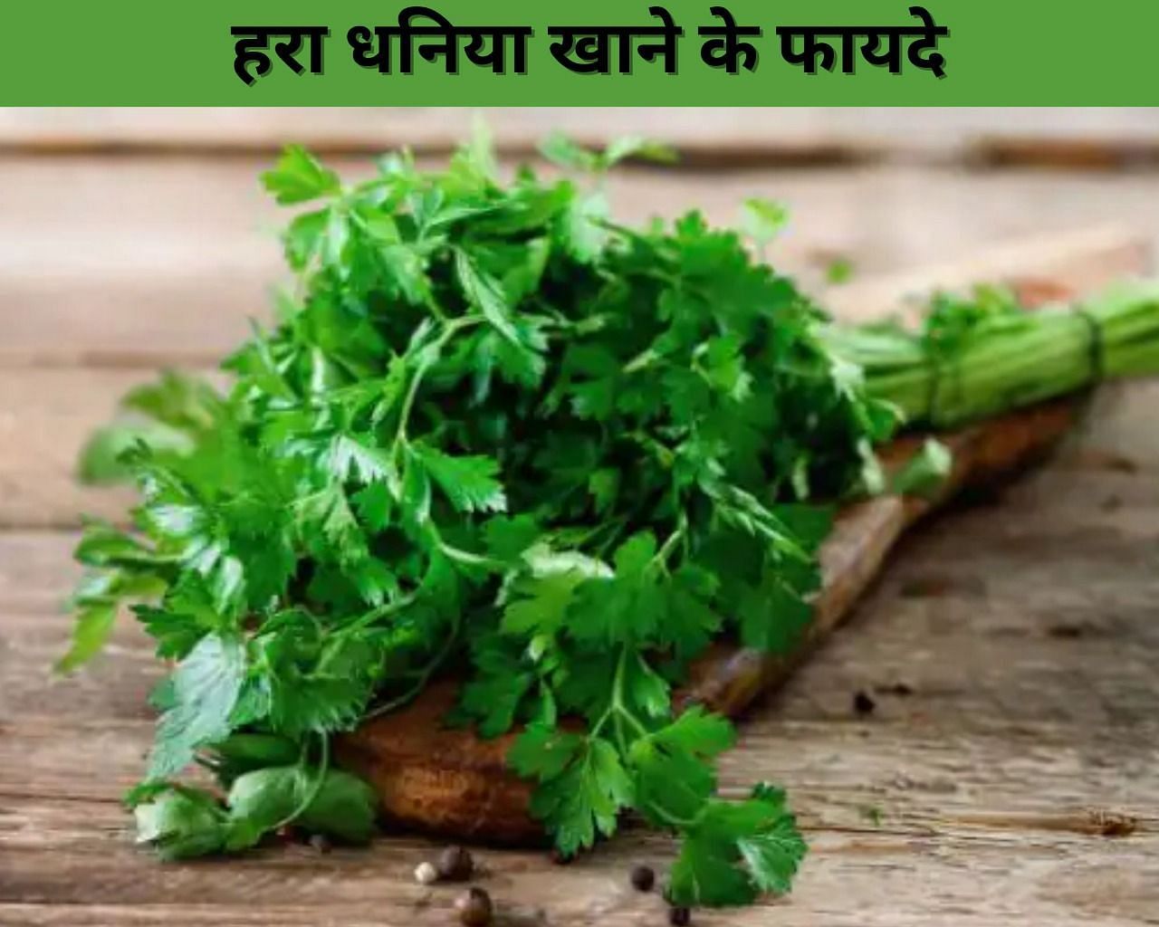 हरा धनिया खाने के फायदे (फोटो - sportskeeda hindi)