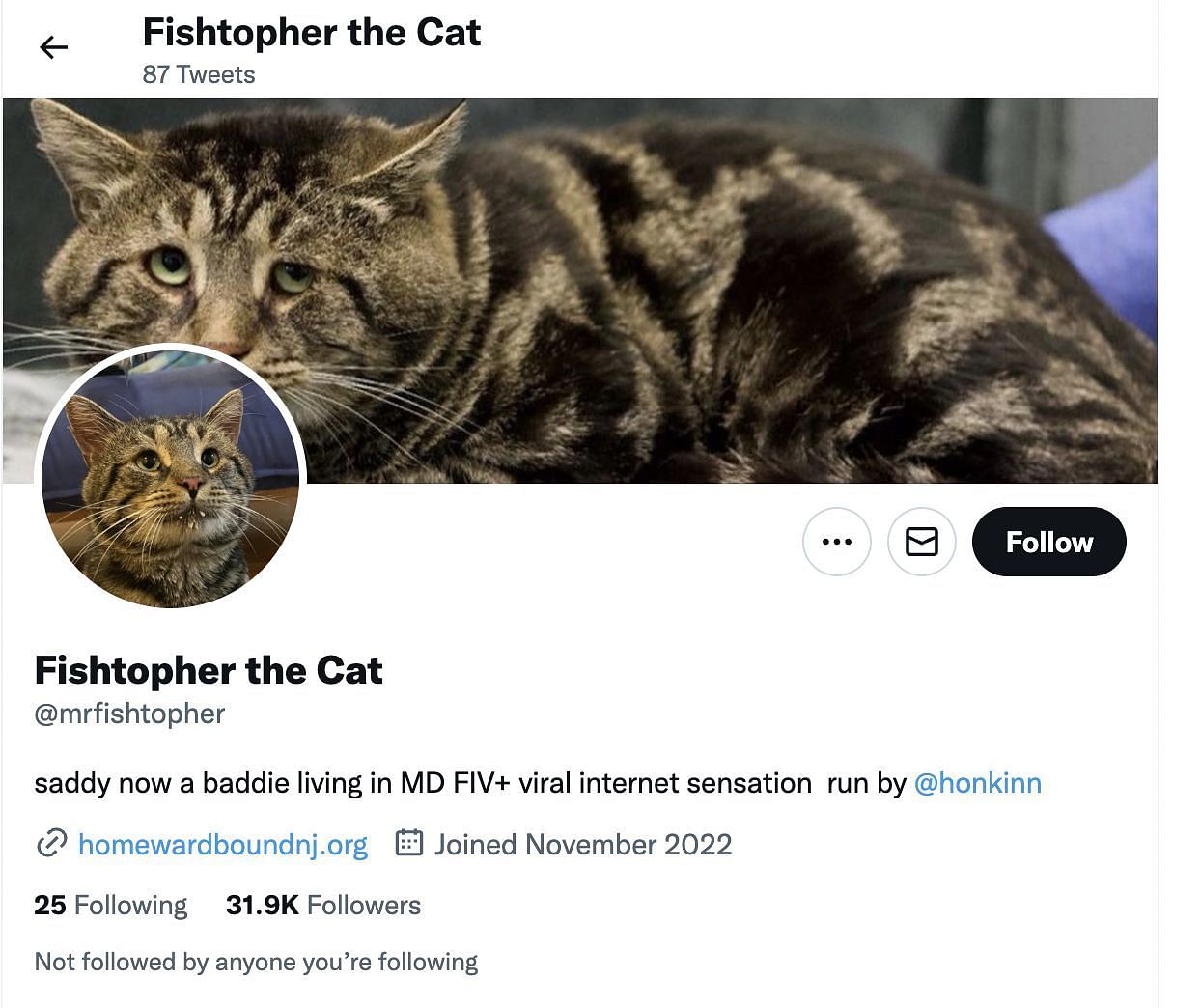 The cat now has his own fans as the owners have now made his Instagram and Twitter accounts. (Image via Twitter)