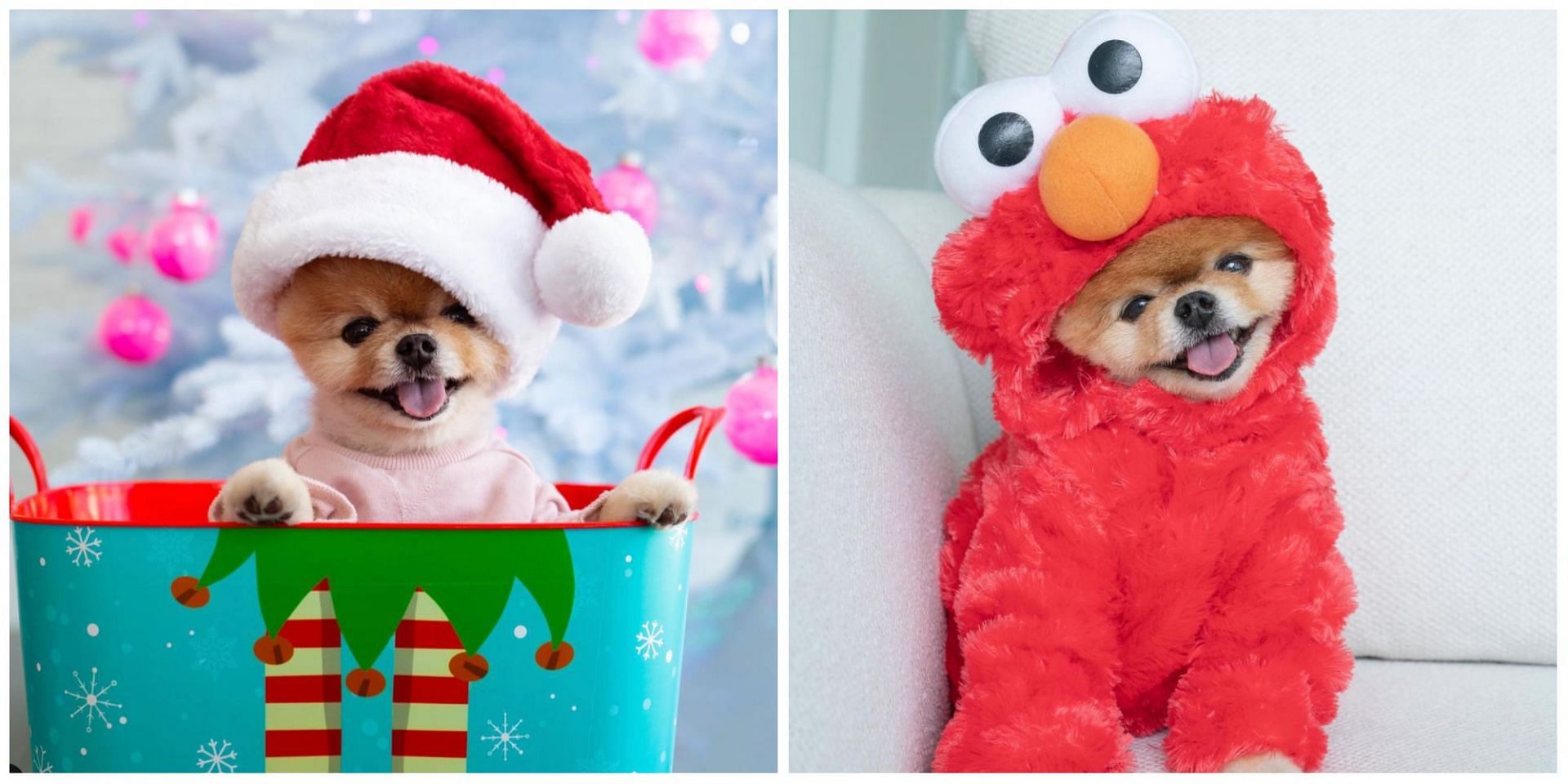 Is JiffPom alive? Details about the dog