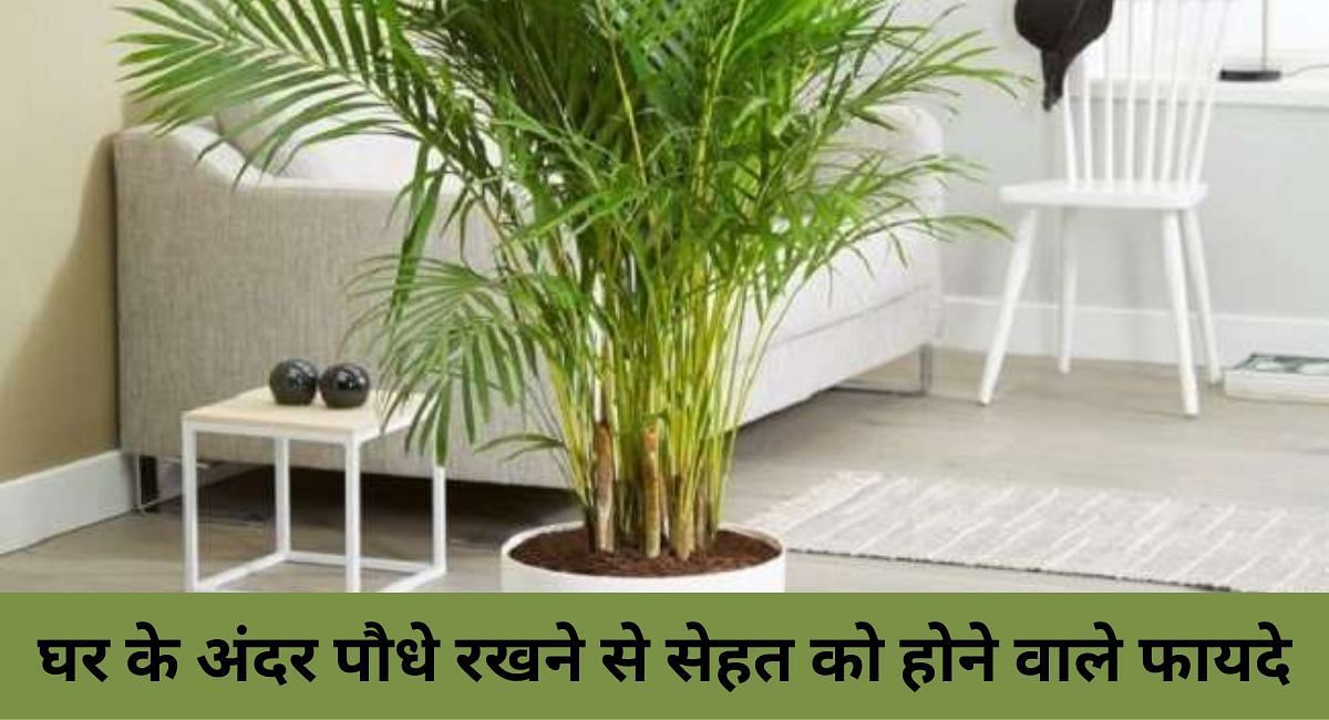 घर के अंदर पौधे रखने से सेहत को होने वाले फायदे 