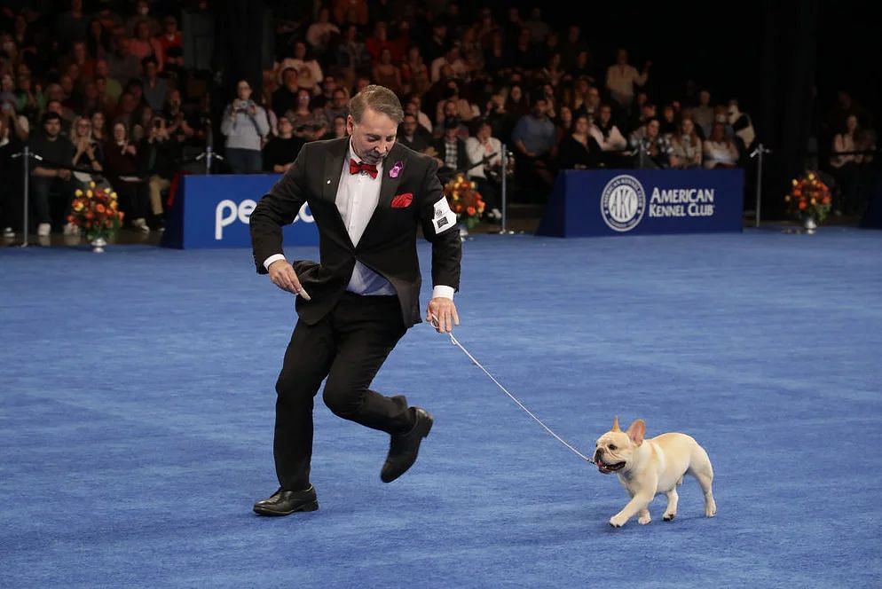 How Old Is Winston? French Bulldog Wins National Dog Show 2022