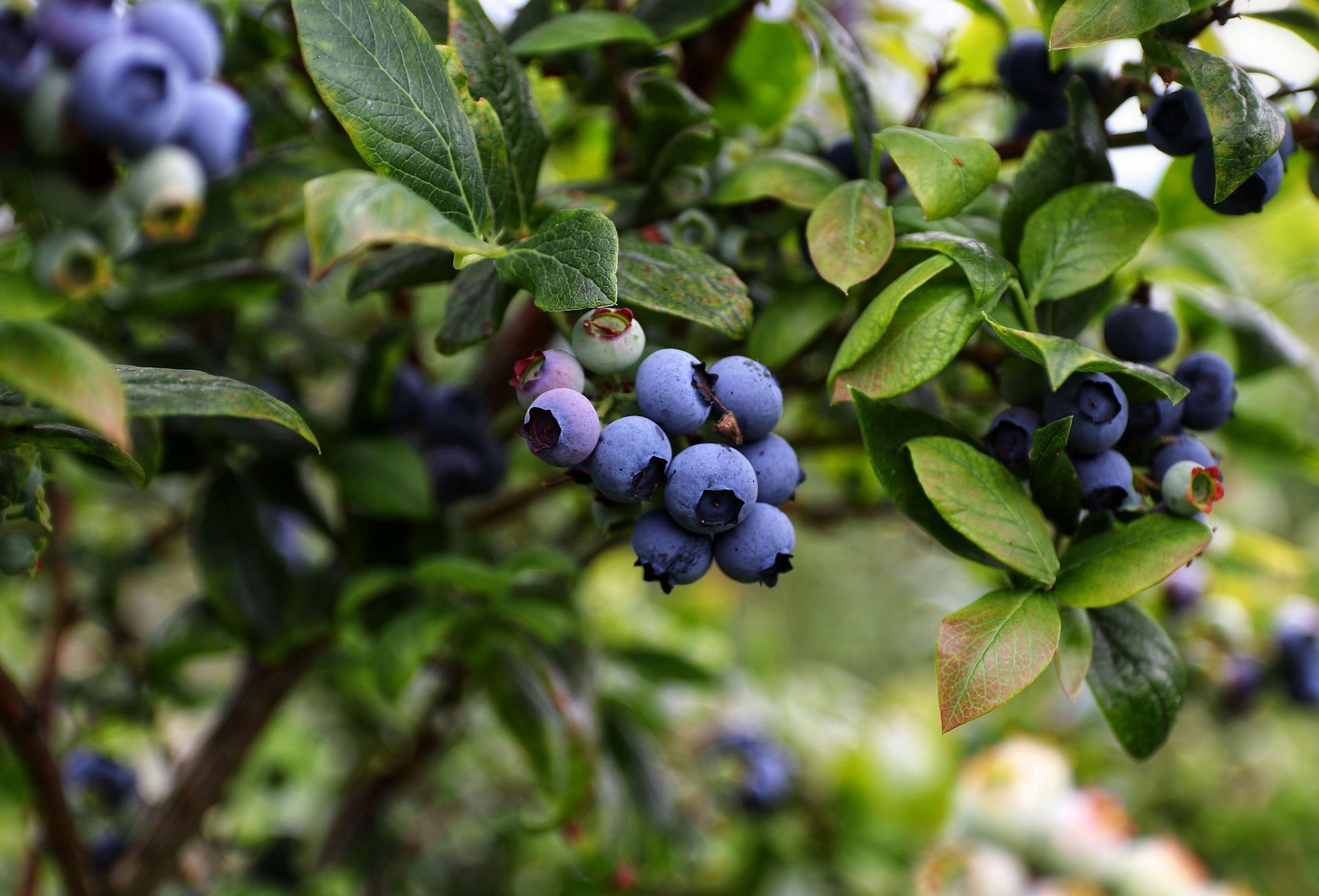 Blueberries are rich in antioxidants and beneficial for weight loss (Image via Unsplash/Mario Mendez)