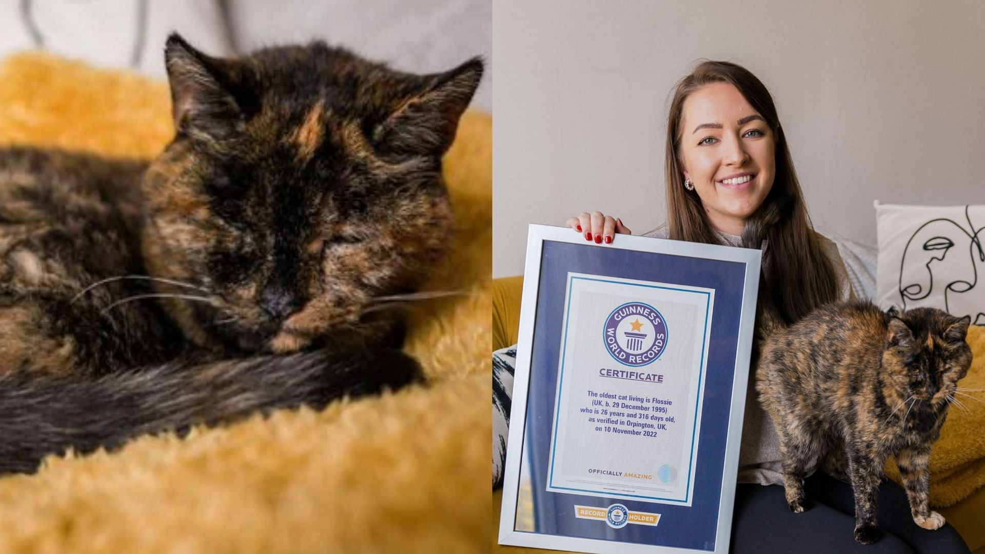 Cat: What Is The Age Of Flossie, The World'S Oldest Cat? Everything To Know  As British Feline Breaks Guinness World Record