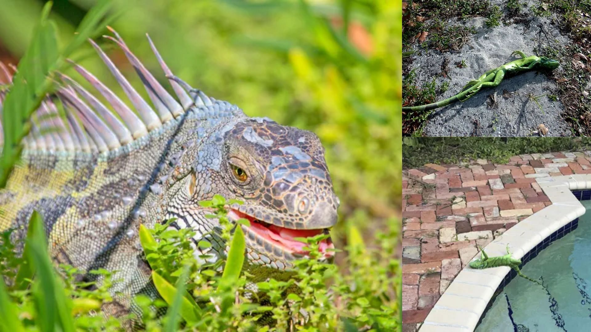 Can iguanas live in cold weather? Reptiles fall in Florida on Christmas weekend