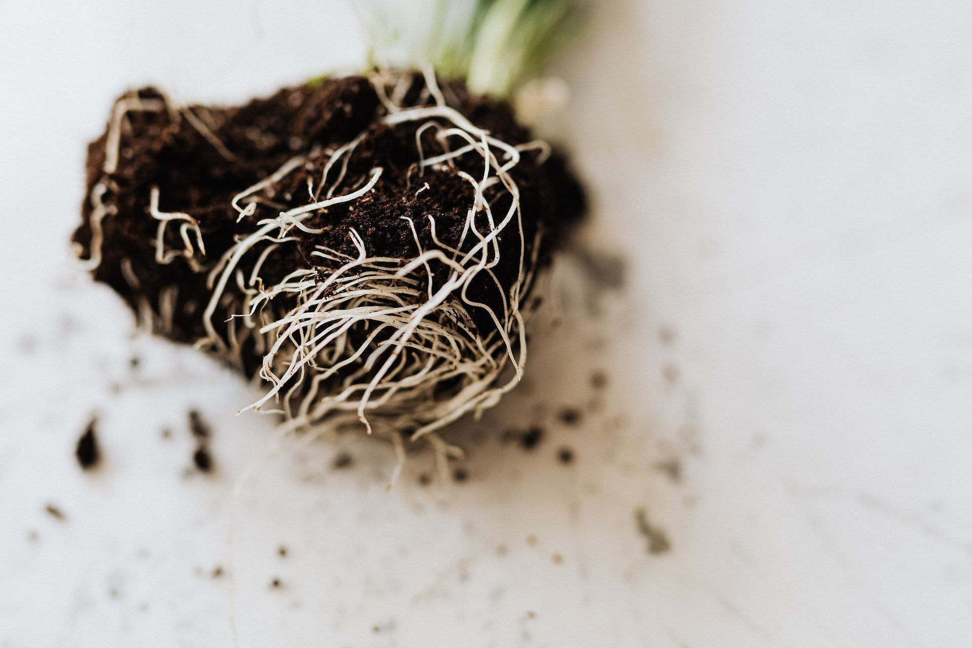 Dandelion root is used to cure several ailments. (Photo via Pexels/Karolina Grabowska)